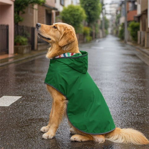 golden retriever qui porte le manteau pour chien wetguard vert
