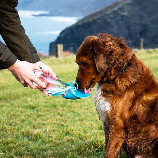 GOURDE CHIEN | COUVERCLE EN FORME DE FEUILLE - Les chiens beaux