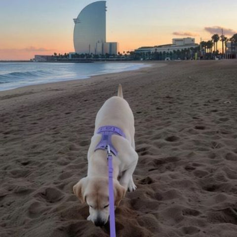 harnais anti traction chien lilac lavender beau