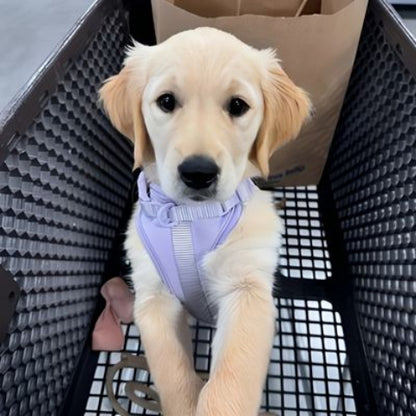 harnais anti traction chien lilac lavender joli