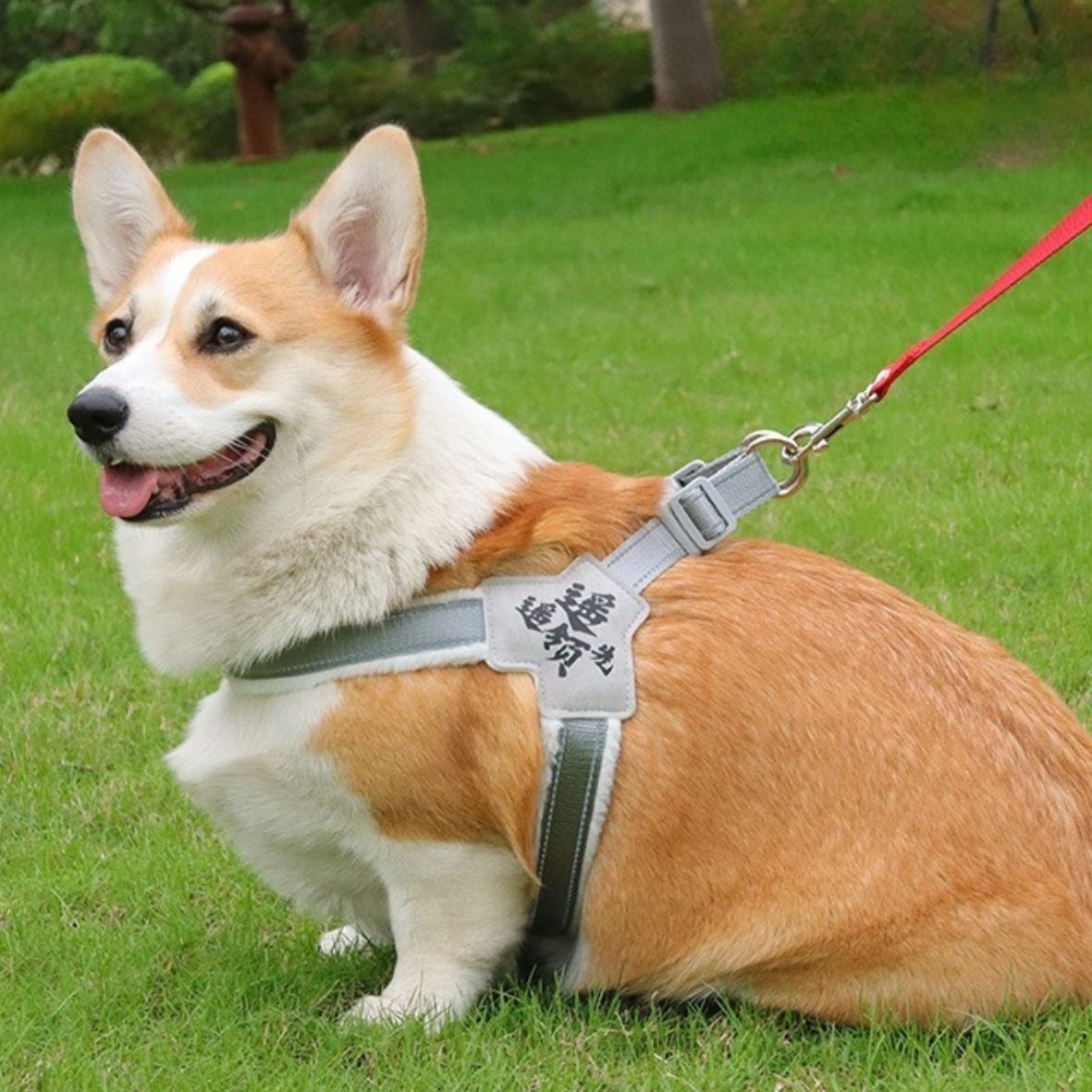 HARNAIS ANTI TRACTION CHIEN | SANGLE DE POITRINE - Les chiens beaux