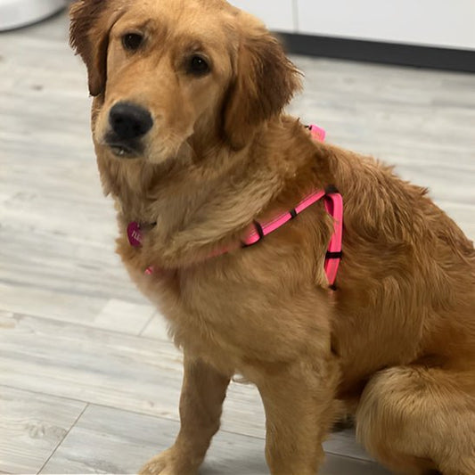 HARNAIS CHIEN ANTI TRACTION DE POITRINE EN NYLON ROUGE ET ROSE - Les chiens beaux