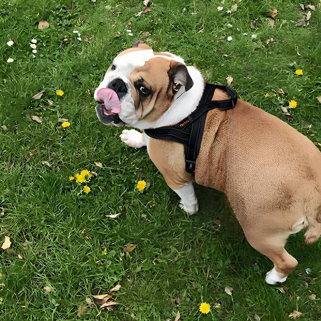 HARNAIS CHIEN ANTI TRACTION | GILET À AJUSTEMENT POITRINE - Les chiens beaux