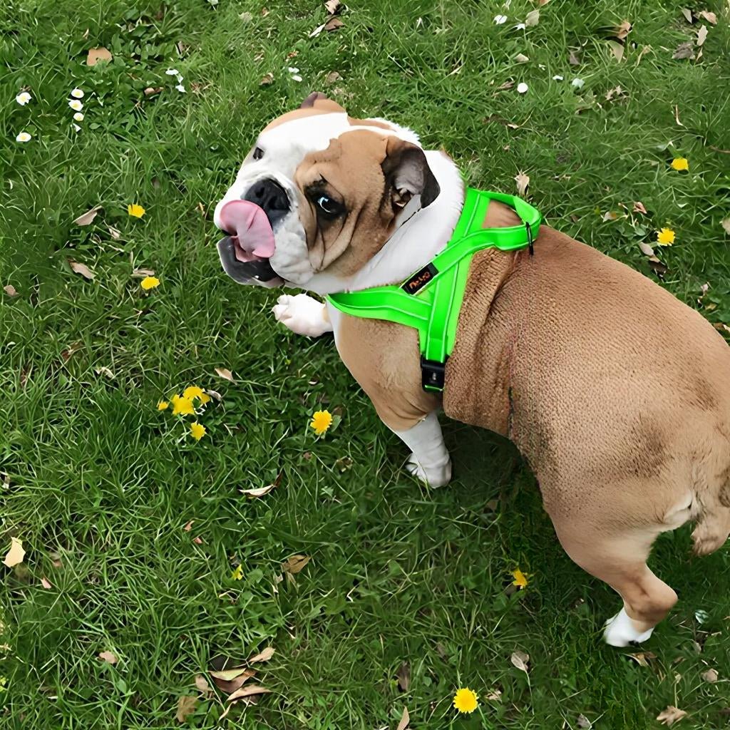 HARNAIS CHIEN ANTI TRACTION | GILET À AJUSTEMENT POITRINE - Les chiens beaux