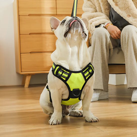 HARNAIS CHIEN ANTI TRACTION | VESTE RÉGLABLE - Les chiens beaux