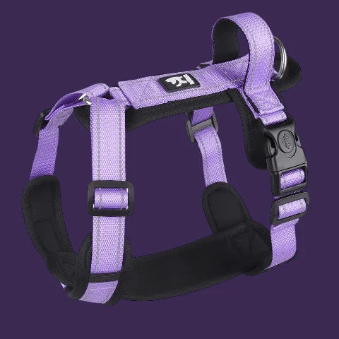 harnais chien avec poignee SFP violet innovant