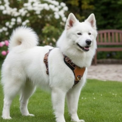 Harnais chien bleu tres elegant