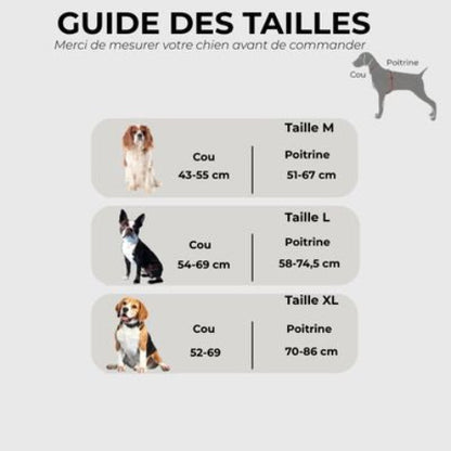 harnais chien en cuir guide des tailles