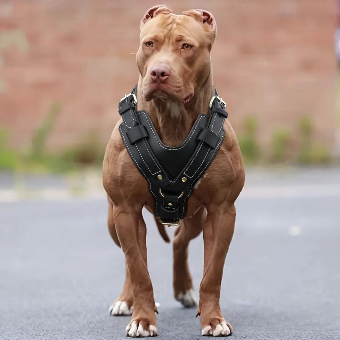 HARNAIS CHIEN EN CUIR | VÉRITABLE SFP