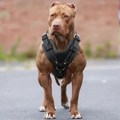 HARNAIS CHIEN EN CUIR | VÉRITABLE SFP