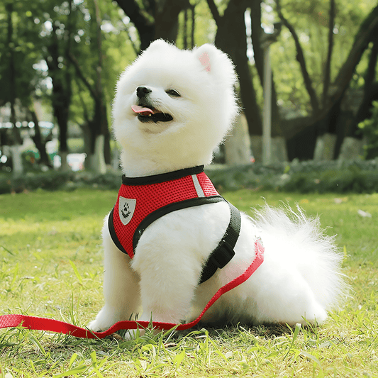 HARNAIS CHIEN EN MAILLE | AEROMESH - Les chiens beaux