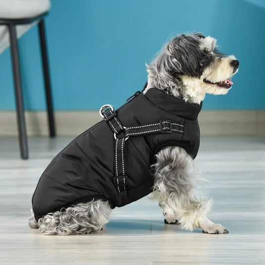 HARNAIS CHIEN HIVER | ARTICFIT - Les chiens beaux