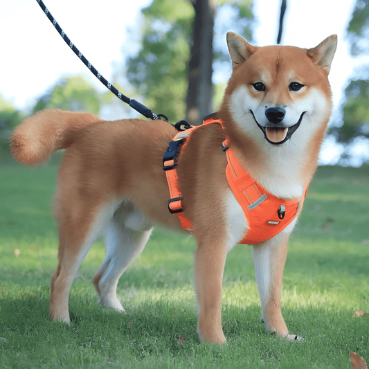 HARNAIS CHIEN | LAISSE ANTI TRACTION - Les chiens beaux