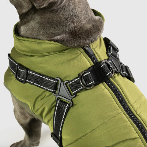 harnais chien manteau d hiver vert