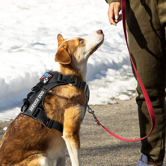 HARNAIS CHIEN MILITAIRE | TACTIQUE - Les chiens beaux