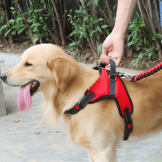 HARNAIS CHIEN | SANGLE DE POITRINE - Les chiens beaux