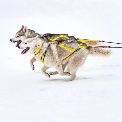 harnais chien servidog confortable pour traineau