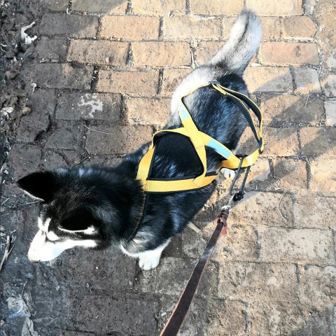 harnais chien servidog resistant pour traineau