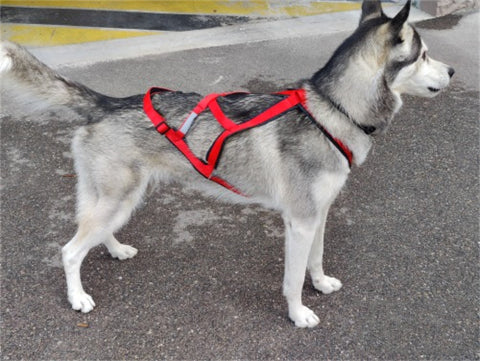 harnais chien servidog robuste pour traineau