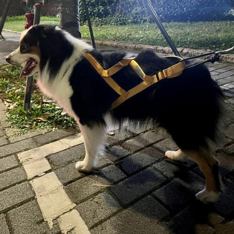 harnais chien servidog securitaire pour traineau