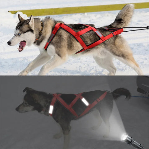 harnais chien servidog visible pour traineau