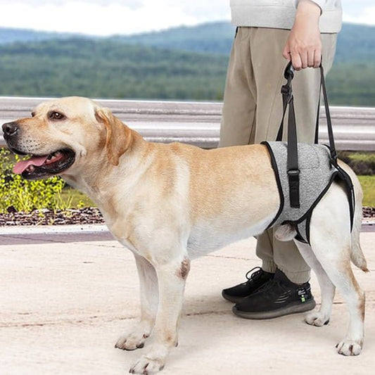 HARNAIS CHIEN | SUPPORT DE PATTES ARRIÈRE - Les chiens beaux