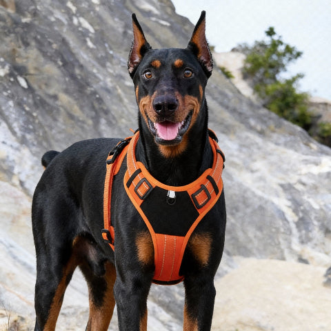 harnais chien tactique a entretien facile