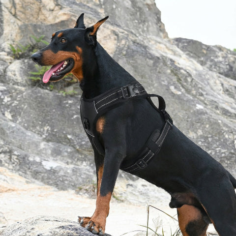 harnais chien tactique ajustable et confortable