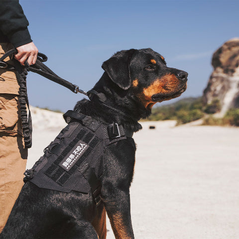 harnais chien tactique avec des bandes de fixation