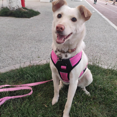 harnais chien tactique avec quatres sangles reglables
