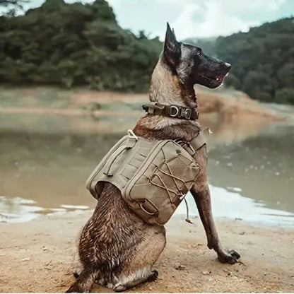 harnais chien tactique conception intelligente