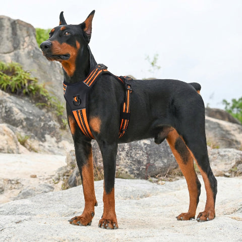 harnais chien tactique controle optimal