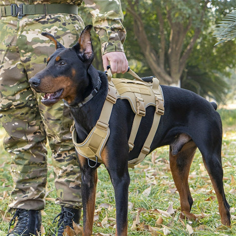 harnais chien tactique durable premium