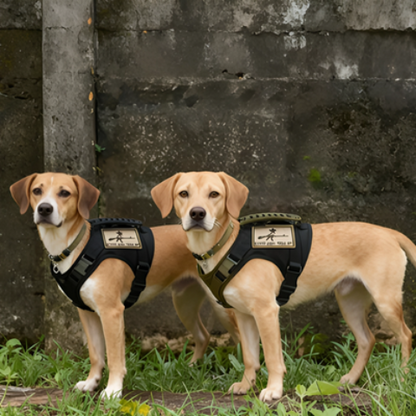 harnais chien tactique durable