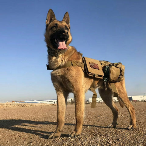 harnais chien tactique elimine les points de pression