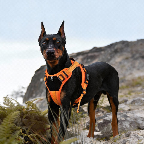 harnais chien tactique en polyester