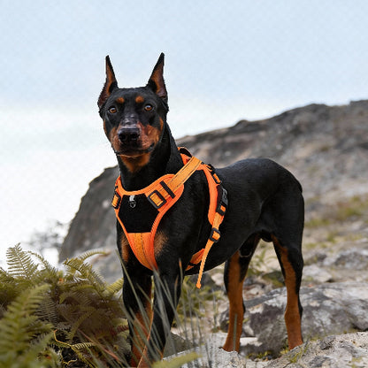 harnais chien tactique en polyester