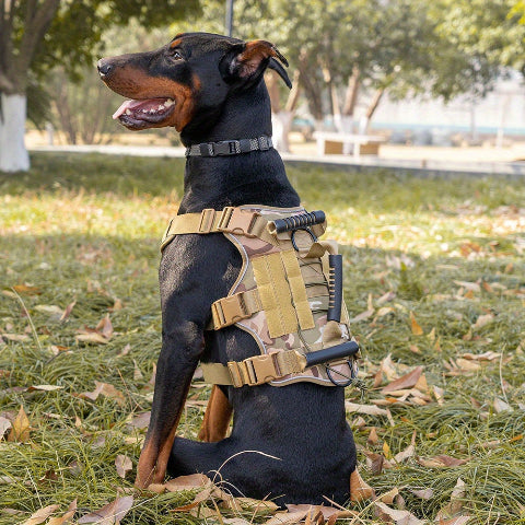 harnais chien tactique equipement premium
