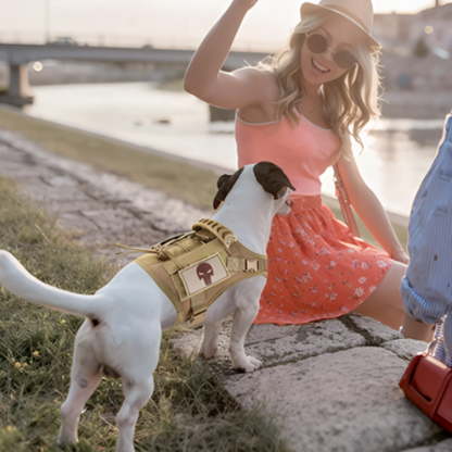 harnais chien tactique essentiel