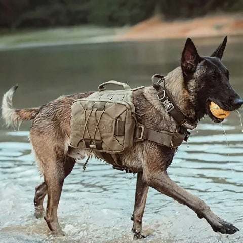 harnais chien tactique experience partagee
