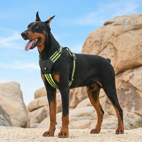 harnais chien tactique gilet rembourre