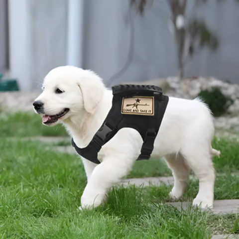 harnais chien tactique indispensable