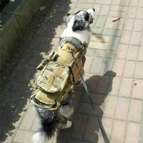 harnais chien tactique liberte de mouvement du chien