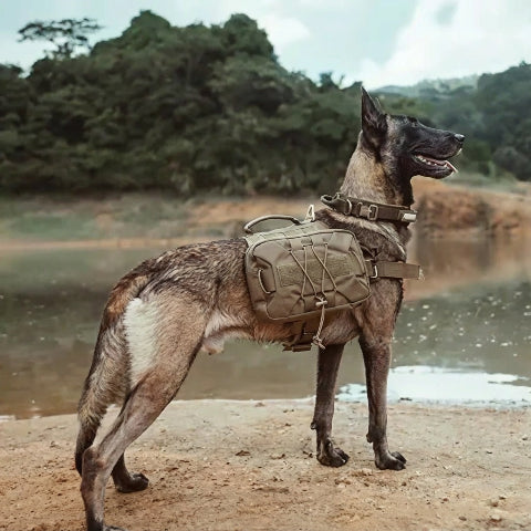 harnais chien tactique liberte de mouvement