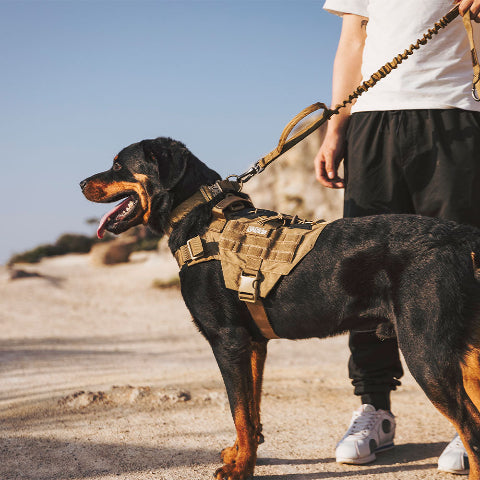 harnais chien tactique maitrise parfaite du chien