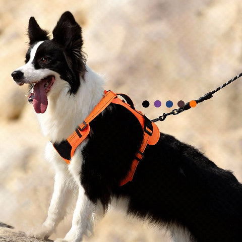 harnais chien tactique multifonctionnel