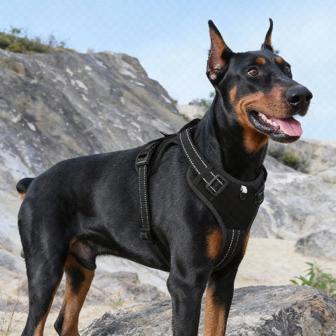 harnais chien tactique protection ideale