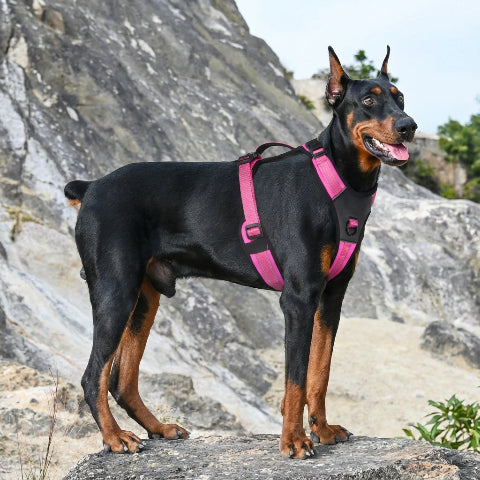 harnais chien tactique rembourre doux