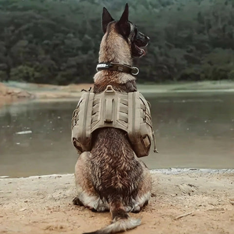 harnais chien tactique robuste resistant