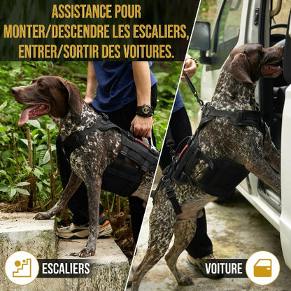 harnais chien tactique sangles de jambes